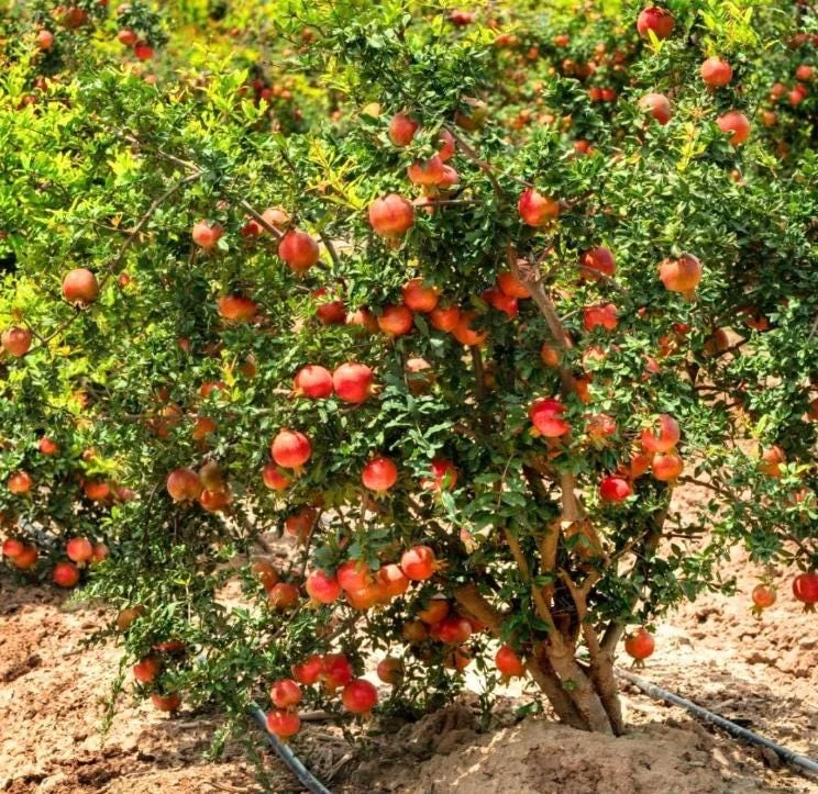 Pomegranate Live Plants - Set of 3 Fruit Tree Seedlings, 8-10 Inch Tall in 4 Inch Pots Pomegranate Live Plants - Set of 3 Fruit Tree Seedlings, 8-10 Inch Tall in 4 Inch Pots - Image 7