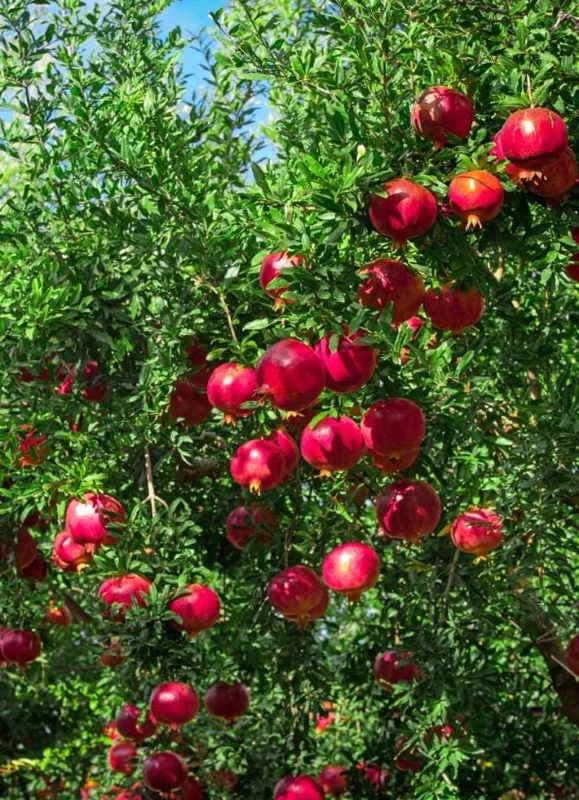 Pomegranate Live Plants - Set of 3 Fruit Tree Seedlings, 8-10 Inch Tall in 4 Inch Pots Pomegranate Live Plants - Set of 3 Fruit Tree Seedlings, 8-10 Inch Tall in 4 Inch Pots - Image 8