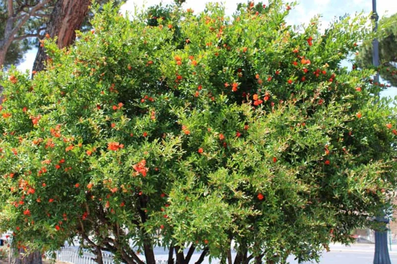 Pomegranate Live Plants - Set of 3 Fruit Tree Seedlings, 8-10 Inch Tall in 4 Inch Pots Pomegranate Live Plants - Set of 3 Fruit Tree Seedlings, 8-10 Inch Tall in 4 Inch Pots - Image 9