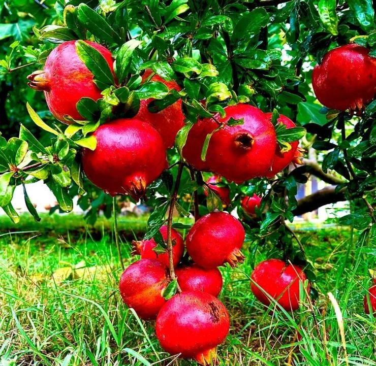 Pomegranate Live Plants - Set of 3 Fruit Tree Seedlings, 8-10 Inch Tall in 4 Inch Pots Pomegranate Live Plants - Set of 3 Fruit Tree Seedlings, 8-10 Inch Tall in 4 Inch Pots - Image 1