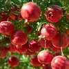 Pomegranate Plant Live for Planting - Red Fruit Tree, 8-10 Inch Tall in 4 Inch Pot, Outdoor Garden - Image 1