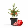 Pomegranate Tree Live Plant – 8-12 Inch Tall, Half Gallon Pot, Outdoor Fruit Tree Pomegranate Tree Live Plant – 8-12 Inch Tall, Half Gallon Pot, Outdoor Fruit Tree - Image 1