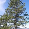 Ponderosa Pine Live Trees (Set of 4) – 3 Inch Pots, Evergreen Conifers - Image 1