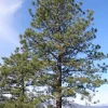 Ponderosa Pine Live Trees (Set of 4) - 3 Inch Pots, Outdoor Evergreen Conifer Ponderosa Pine Live Trees (Set of 4) - 3 Inch Pots, Outdoor Evergreen Conifer - Image 1