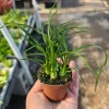Ponytail Palm Live Plant - 2in Pot - Elephant's Foot Palm - Beaucarnea Recurvata Ponytail Palm Live Plant - 2in Pot - Elephant's Foot Palm - Beaucarnea Recurvata - Image 1