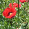 Poppy Flower Seeds (Papaver somniferum) - 1000 Seeds - Annual Outdoor - Image 1