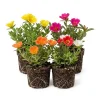 Portulaca Live Plants, Set of 4, Moss Rose, 4-6 Inch Tall, Colorful Succulent Flower, Outdoor Ground Cover - Image 1