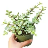 Portulacaria Afra 'Elephant Bush' Succulent Live Plant 2 Inch Pot Indoor Outdoor - Image 1
