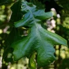 Post Oak Tree Live Plant (Quercus stellata) - 18+ Inches Tall, Outdoor, Bare Root - Image 1