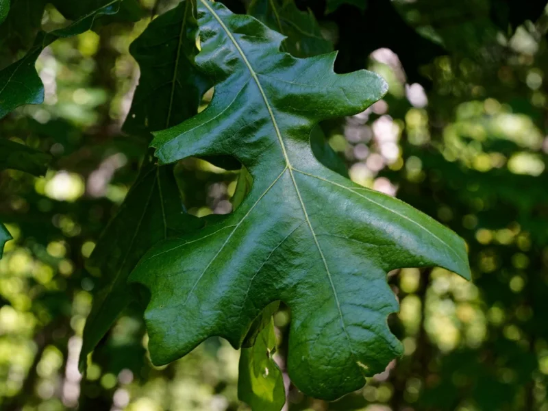Post Oak Tree Live Plant - Quercus stellata - 18+ Inches Tall - Outdoor Shade Tree Post Oak Tree Live Plant - Quercus stellata - 18+ Inches Tall - Outdoor Shade Tree - Image 1
