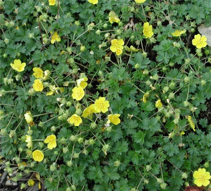 Potentilla Neumanni Nana Seeds - 1000 Pack, Yellow Flowers, Perennial Groundcover Potentilla Neumanni Nana Seeds - 1000 Pack, Yellow Flowers, Perennial Groundcover - Image 2