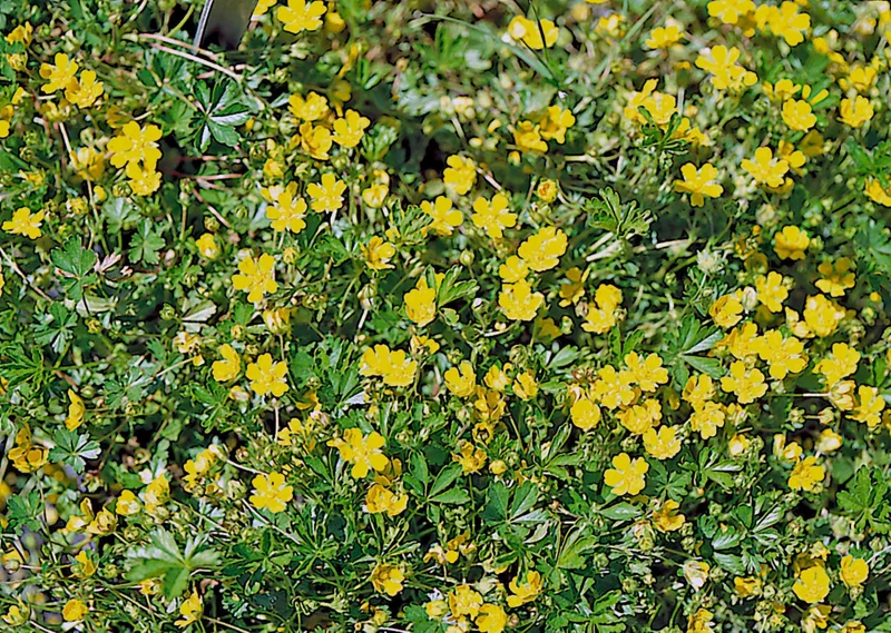 Potentilla Neumanni Nana Seeds - 1000 Pack, Yellow Flowers, Perennial Groundcover Potentilla Neumanni Nana Seeds - 1000 Pack, Yellow Flowers, Perennial Groundcover - Image 1