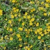 Potentilla Neumanni Nana Seeds - 1000 Pack, Yellow Flowers, Perennial Groundcover Potentilla Neumanni Nana Seeds - 1000 Pack, Yellow Flowers, Perennial Groundcover - Image 1