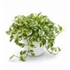 Pothos N'Joy Live Plant 3-5 Inch Tall - Indoor Trailing Houseplant - Image 1