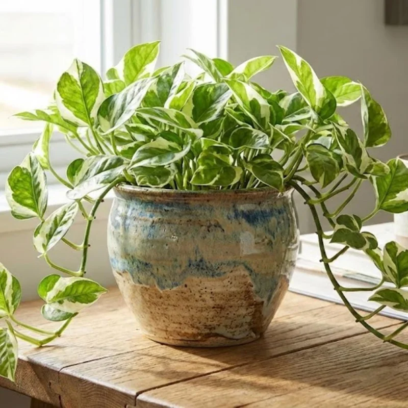 Pothos N'Joy Live Plant – 4 Inch Potted Houseplant – Indoor/Outdoor Pothos N'Joy Live Plant – 4 Inch Potted Houseplant – Indoor/Outdoor - Image 2
