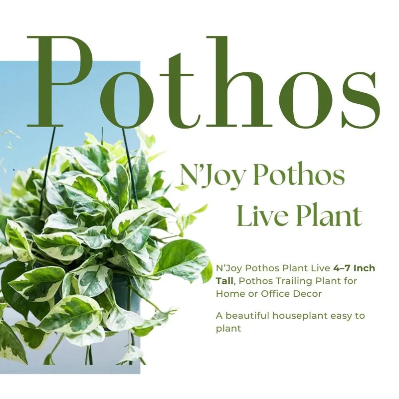 Pothos N'Joy Live Plant – 4 Inch Potted Houseplant – Indoor/Outdoor Pothos N'Joy Live Plant – 4 Inch Potted Houseplant – Indoor/Outdoor - Image 3