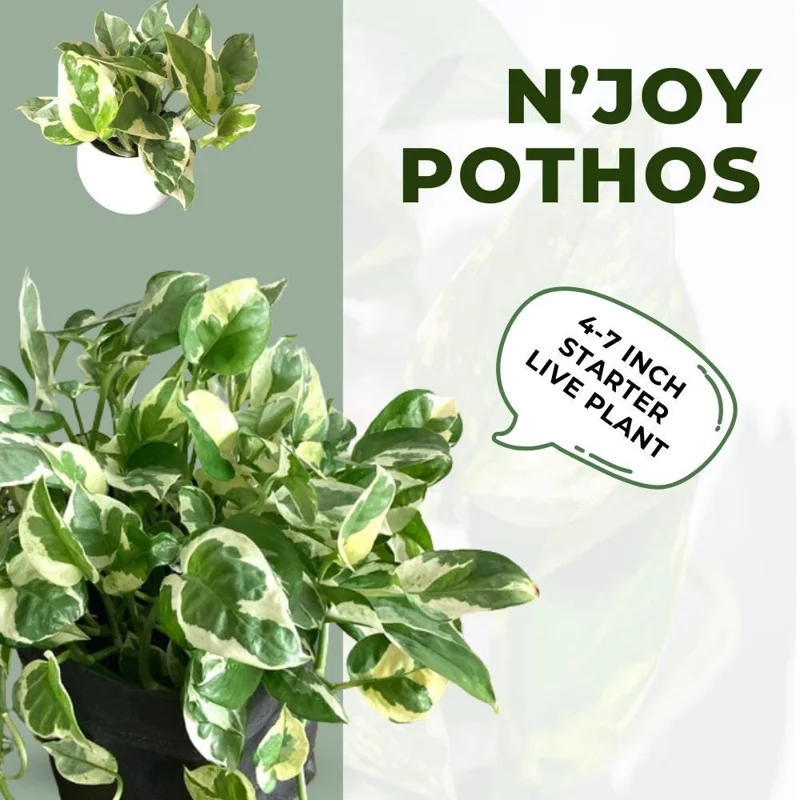 Pothos N'Joy Live Plant – 4 Inch Potted Houseplant – Indoor/Outdoor Pothos N'Joy Live Plant – 4 Inch Potted Houseplant – Indoor/Outdoor - Image 4