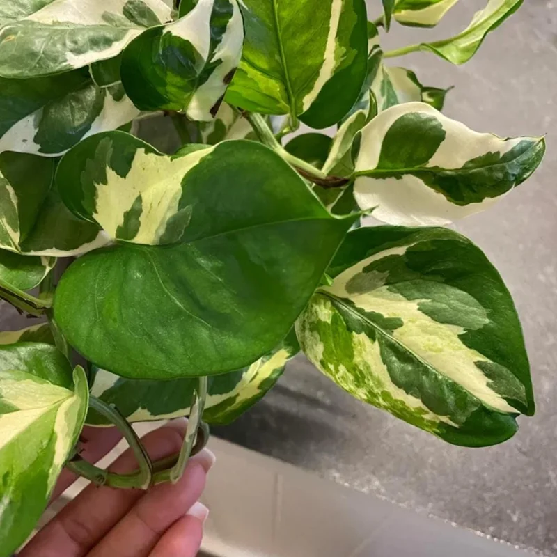 Pothos N'Joy Live Plant – 4 Inch Potted Houseplant – Indoor/Outdoor Pothos N'Joy Live Plant – 4 Inch Potted Houseplant – Indoor/Outdoor - Image 5