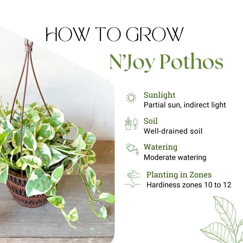Pothos N'Joy Live Plant – 4 Inch Potted Houseplant – Indoor/Outdoor Pothos N'Joy Live Plant – 4 Inch Potted Houseplant – Indoor/Outdoor - Image 6