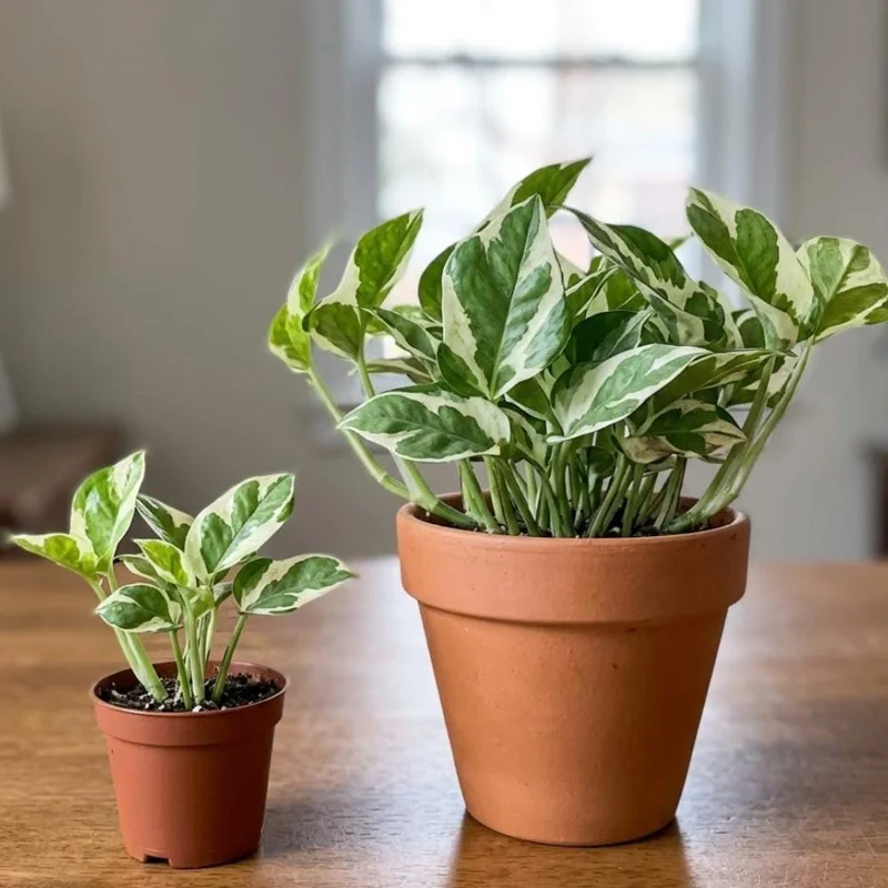 Pothos N'Joy Live Plant – 4 Inch Potted Houseplant – Indoor/Outdoor Pothos N'Joy Live Plant – 4 Inch Potted Houseplant – Indoor/Outdoor - Image 9