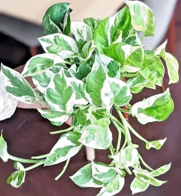 Pothos Pearls and Jade Seeds - 10 Seeds - Variegated Indoor House Plant Pothos Pearls and Jade Seeds - 10 Seeds - Variegated Indoor House Plant - Image 2