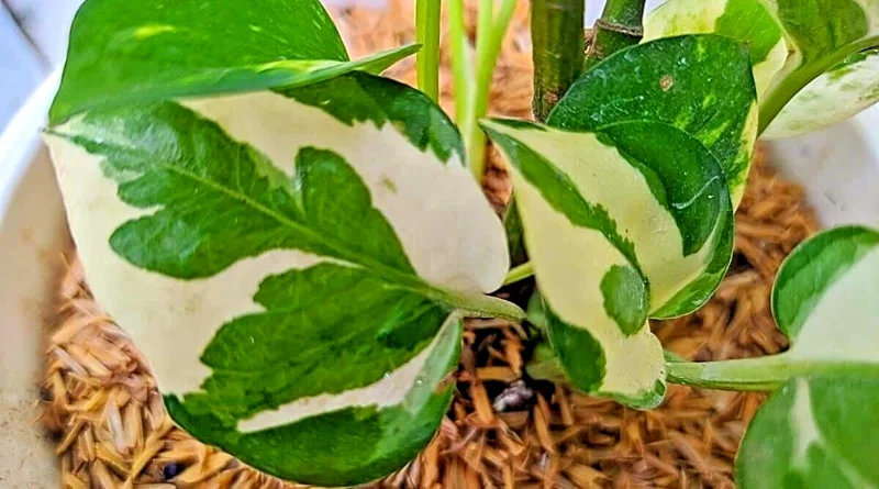 Pothos Pearls and Jade Seeds - 10 Seeds - Variegated Indoor House Plant Pothos Pearls and Jade Seeds - 10 Seeds - Variegated Indoor House Plant - Image 3
