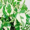 Pothos Pearls and Jade Seeds - 10 Seeds - Variegated Indoor House Plant - Image 1