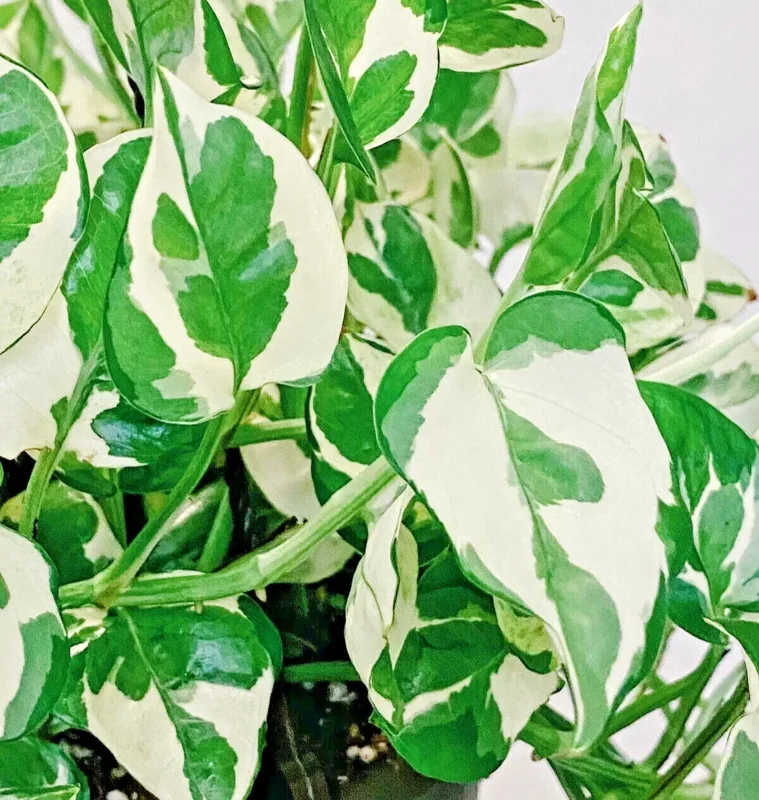 Pothos Pearls and Jade Seeds - 10 Seeds - Variegated Indoor House Plant Pothos Pearls and Jade Seeds - 10 Seeds - Variegated Indoor House Plant - Image 1