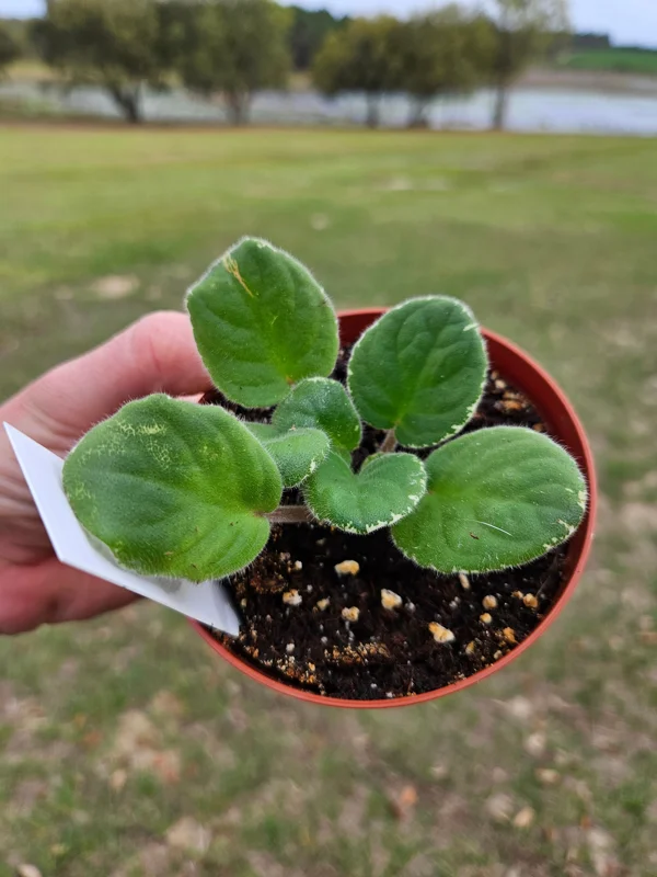 Pow Wow African Violet Live Plant - 4 Inch Pot Starter - Potted Houseplant - Image 2