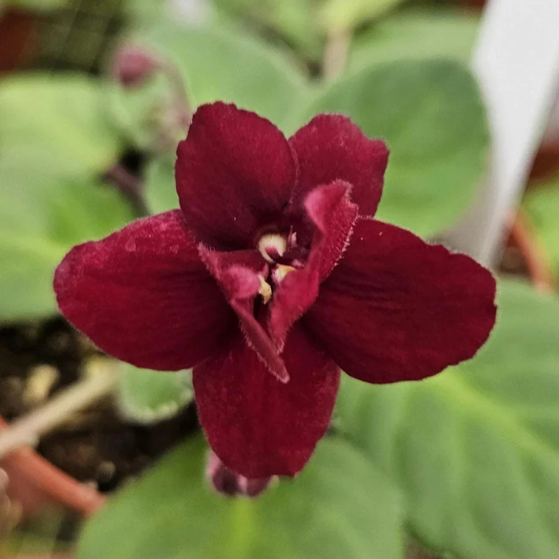 Pow Wow African Violet Live Plant - 4 Inch Pot Starter - Potted Houseplant - Image 1