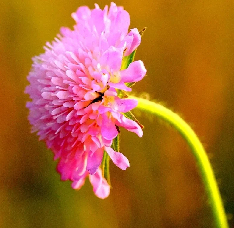 Pretty Pink Knautia Seeds - 100 Pincushion Flower Seeds, Hardy Perennial Outdoor - Image 2