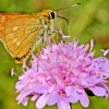 Pretty Pink Knautia Seeds - 100 Pincushion Flower Seeds, Hardy Perennial Outdoor - Image 1