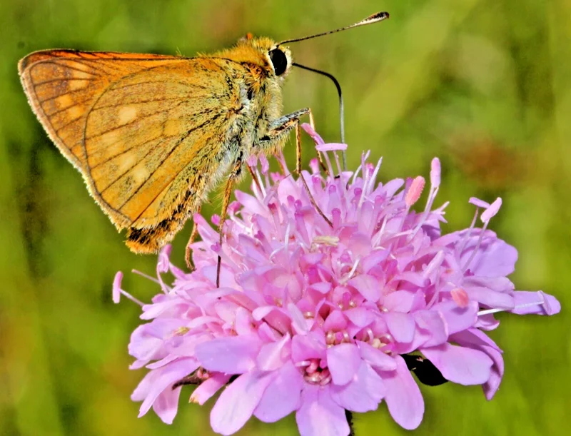 Pretty Pink Knautia Seeds - 100 Pincushion Flower Seeds, Hardy Perennial Outdoor - Image 1