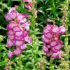Pretty Pink Penstemon Hartwegii Seeds - Beardtongue Flower - 100 Count - Image 1