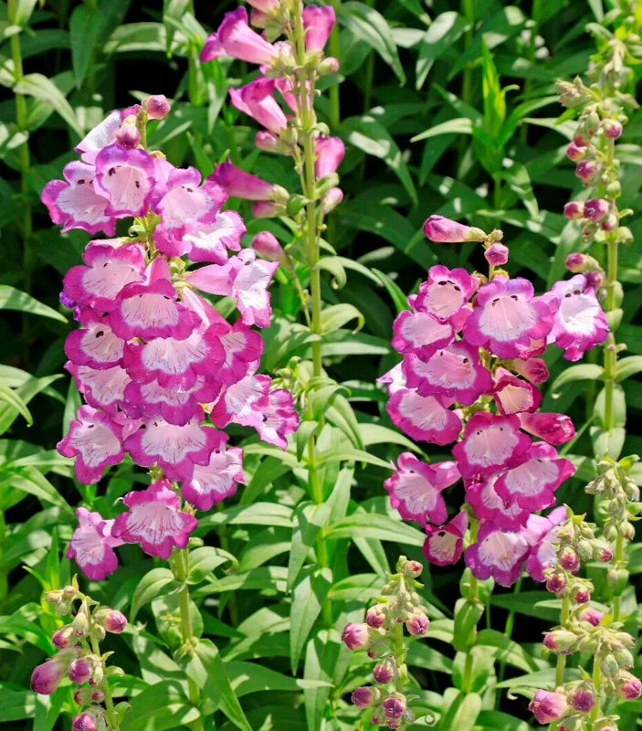 Pretty Pink Penstemon Hartwegii Seeds - Beardtongue Flower - 100 Count - Image 1
