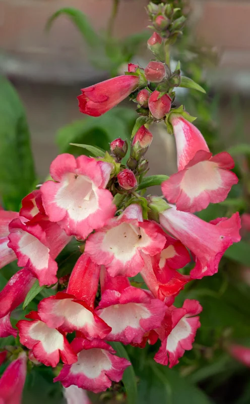 Pretty Pink Penstemon Hartwegii Seeds - Beardtongue Flower - 100 Count - Image 2