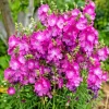 Pretty Pink Sidalcea Seeds - Miniature Hollyhock Perennial - 100 Seeds - Image 1