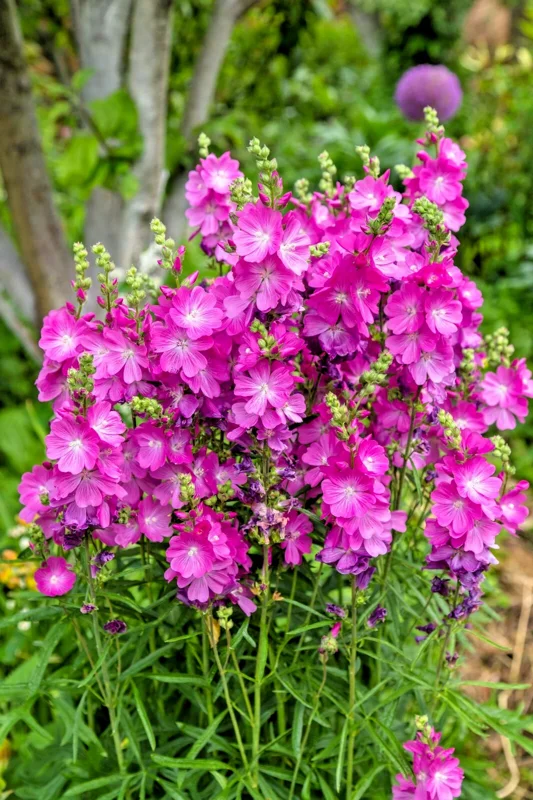 Pretty Pink Sidalcea Seeds - Miniature Hollyhock Perennial - 100 Seeds - Image 1