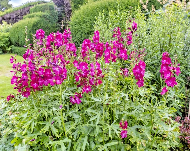 Pretty Pink Sidalcea Seeds - Miniature Hollyhock Perennial - 100 Seeds - Image 2