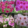 Primula Japonica Mix Primrose Live Plant - 6-8 Inch Tall Potted Perennial Flower - Image 1