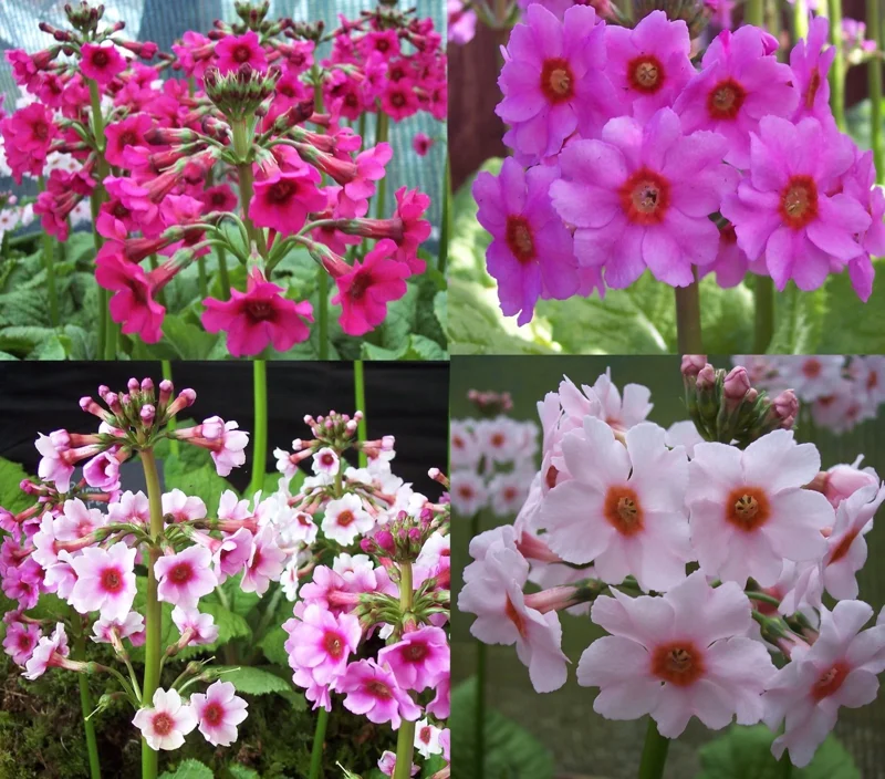 Primula Japonica Mix Primrose Live Plant - 6-8 Inch Tall Potted Perennial Flower - Image 1