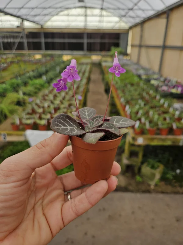 Primulina Sinovietnamia Gesneriad Live Plant, 2 Inch Pot, Easy Care Houseplant - Image 2