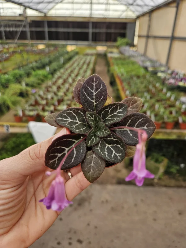 Primulina Sinovietnamia Gesneriad Live Plant, 2 Inch Pot, Easy Care Houseplant - Image 1