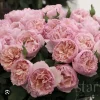 Princess Charlene De Monaco Rose Bare Root - Hybrid Tea, Pink Apricot, 3-7 Inch Tall - Image 1