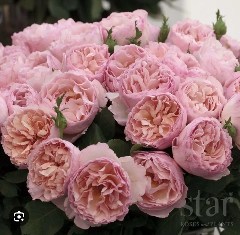 Princess Charlene De Monaco Rose Bare Root - Hybrid Tea, Pink Apricot, 3-7 Inch Tall - Image 1