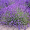 Provence Lavender Live Plant Plugs Set of 2 - 2-6 Inch Tall Lavandula Angustifolia Outdoor - Image 1