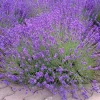 Provence Lavender Live Plant - Set of 2, 4-6" Tall - Fragrant Perennial Herb Provence Lavender Live Plant - Set of 2, 4-6" Tall - Fragrant Perennial Herb - Image 1
