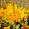 Puget Sound Gumweed Seeds (Grindelia) - 100 Medicinal Wildflower Seeds, Yellow - Image 1