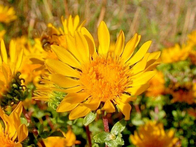 Puget Sound Gumweed Seeds (Grindelia) - 100 Medicinal Wildflower Seeds, Yellow - Image 1