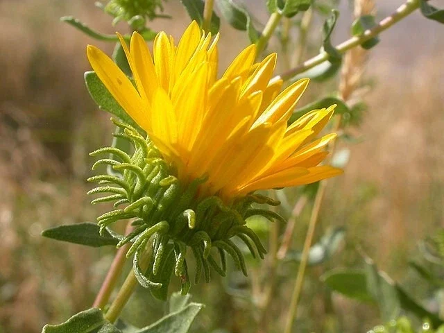 Puget Sound Gumweed Seeds (Grindelia) - 100 Medicinal Wildflower Seeds, Yellow - Image 2